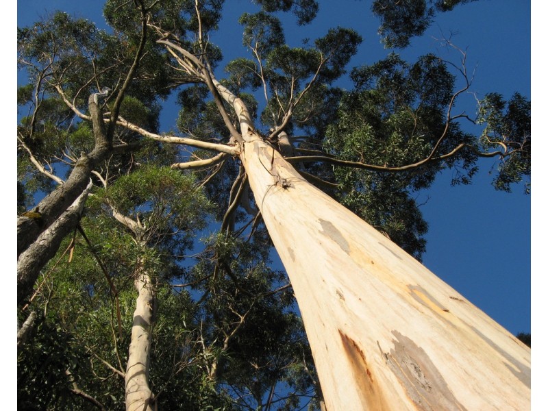 27891 Lyell Highway, Strahan TAS 7468