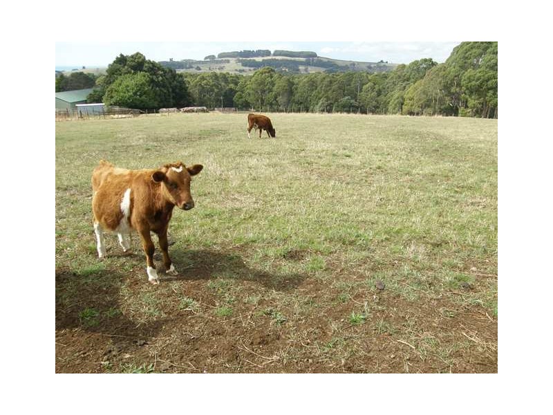 469 Mount Hicks Road, Mount Hicks TAS 7325