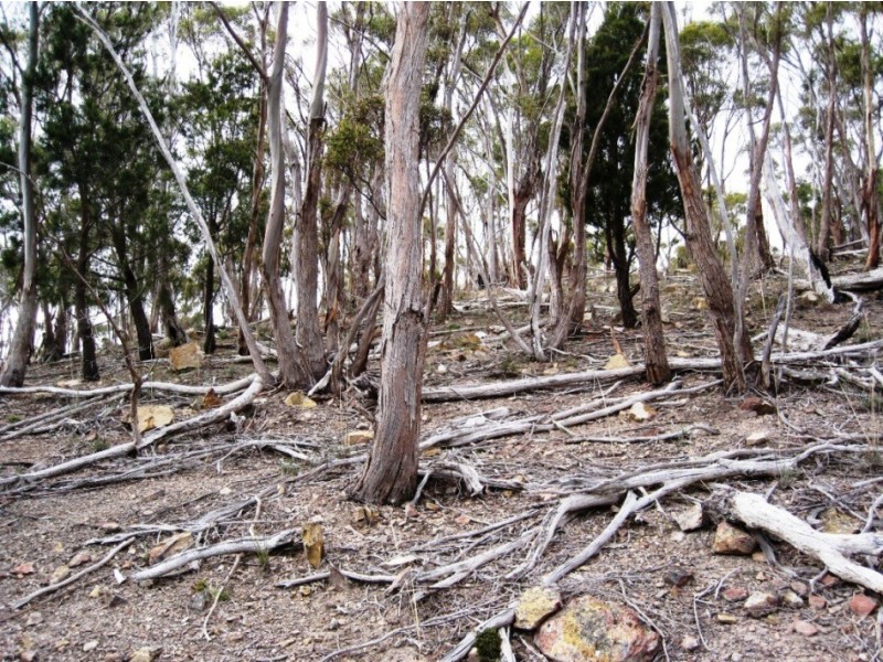 21 Tanglewood Rd, Molesworth TAS 7140