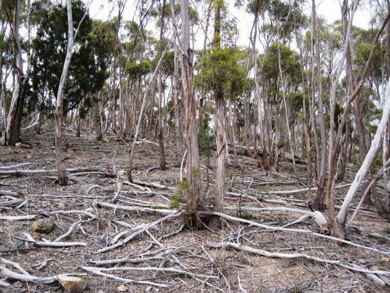 21 Tanglewood Rd, Molesworth TAS 7140