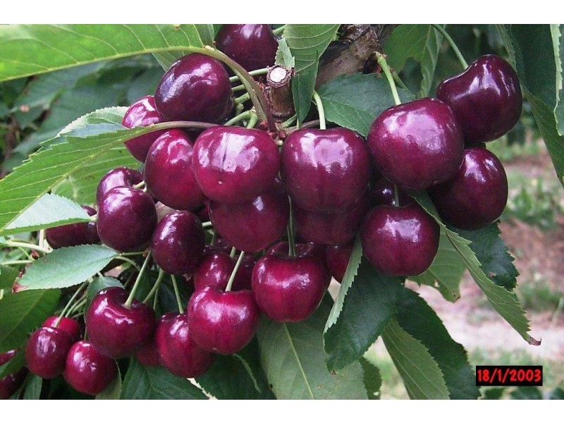 Sorell Creek TAS 7140