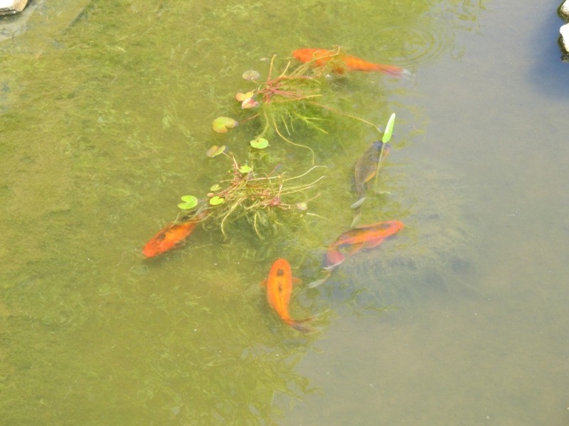 15 Samuel Street, Bridgewater TAS 7030