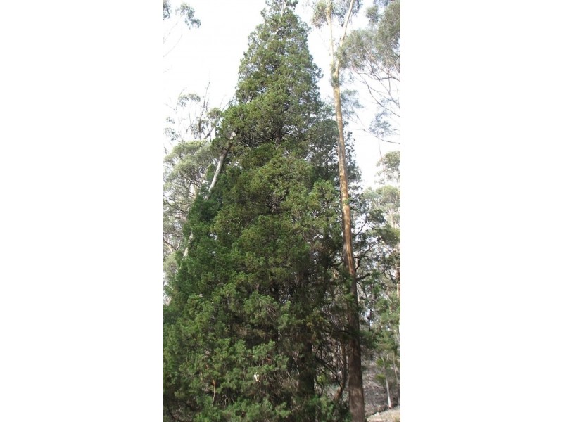 900 Swanston Road, Swanston TAS 7120