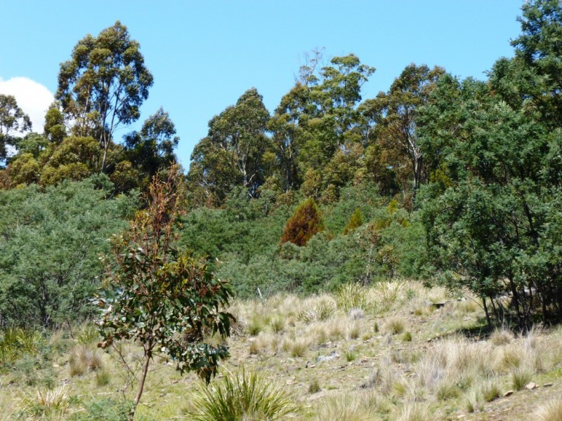 00 GRAHAMS ROAD, Colebrook TAS 7027