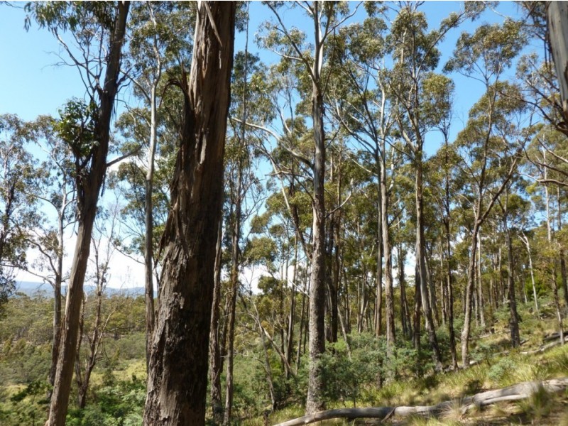 00 GRAHAMS ROAD, Colebrook TAS 7027