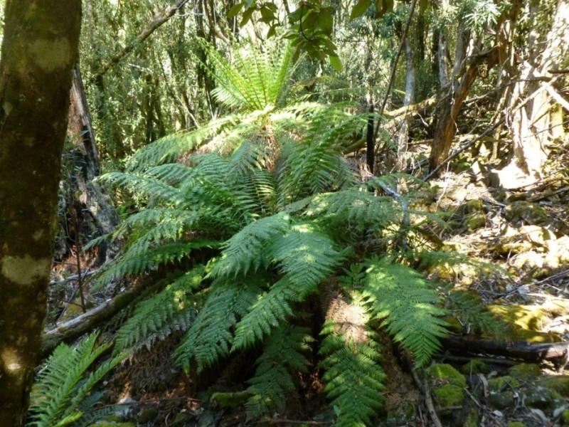 699 Church Road, Dromedary TAS 7030