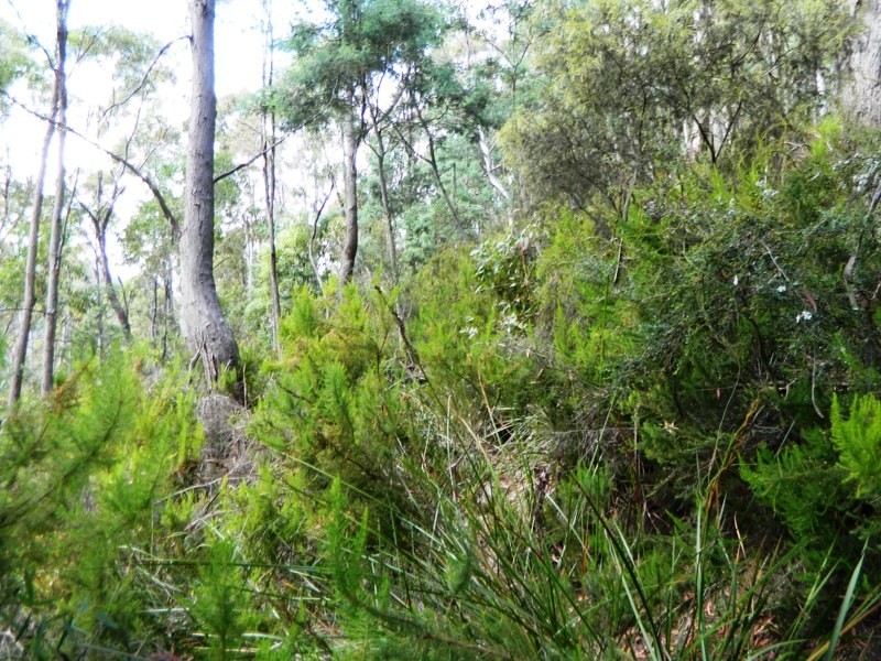 Lot 2, 19 Collins Cap Road, Collinsvale TAS 7012