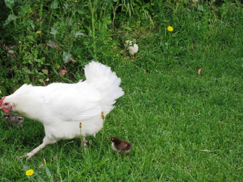 120 Main Street, Kempton TAS 7030