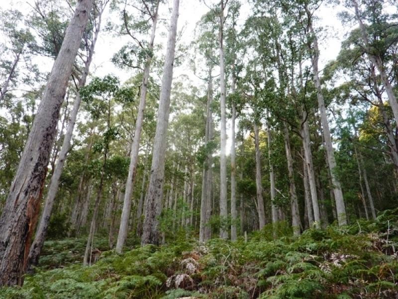 73 Sculthorpes Road, Nicholls Rivulet TAS 7112
