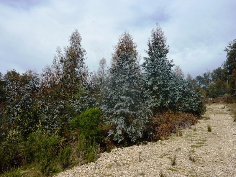 172 MCGUIRES ROAD, Osterley TAS 7140