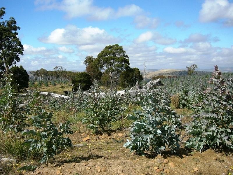 172 MCGUIRES ROAD, Osterley TAS 7140