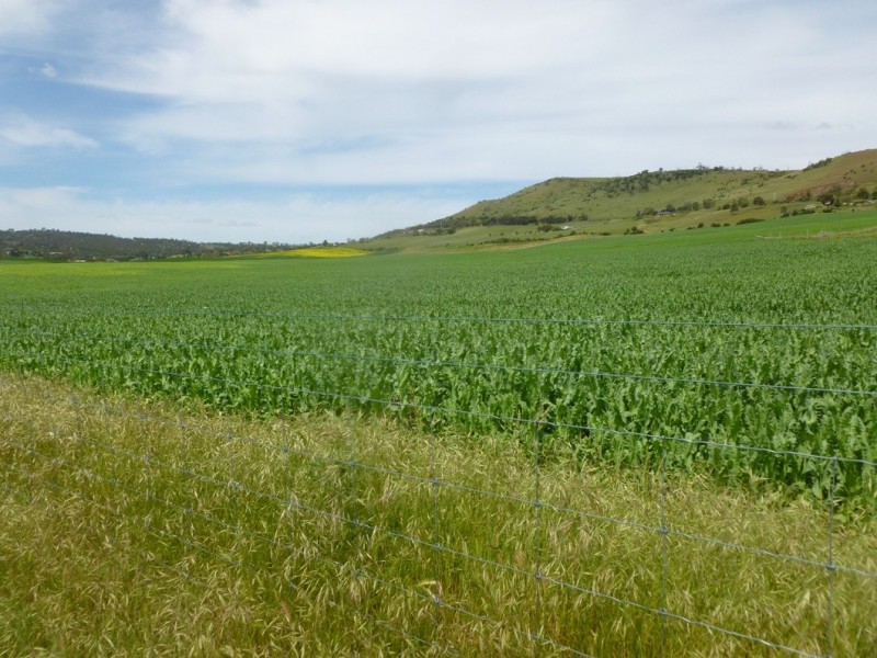 250 COVE HILL ROAD, Honeywood TAS 7017