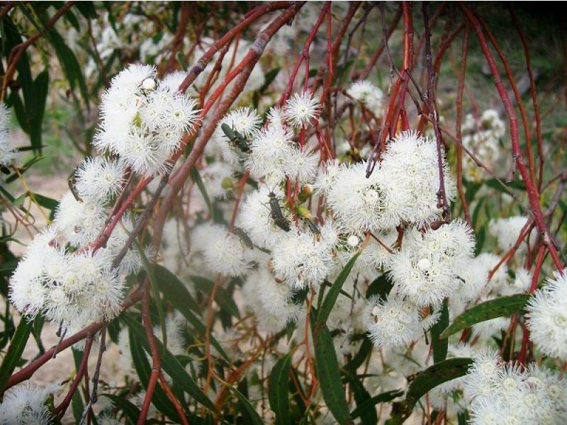 56 Parsons Road, Gretna TAS 7140