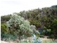 39 Tongatabu Road, Dromedary TAS 7030