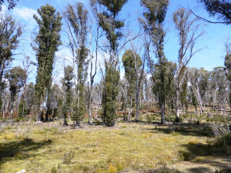 Bronte Park TAS 7140