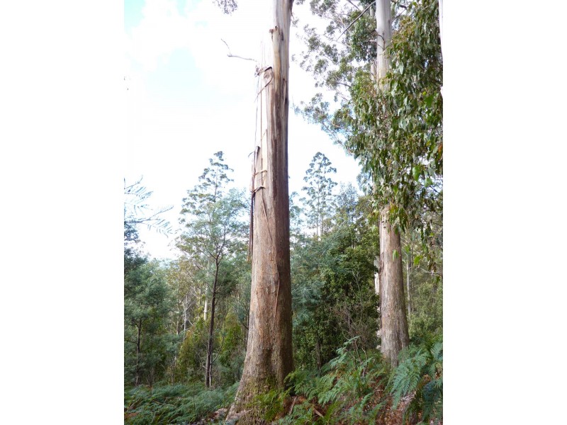 00 Abbotts Road, Maydena TAS 7140