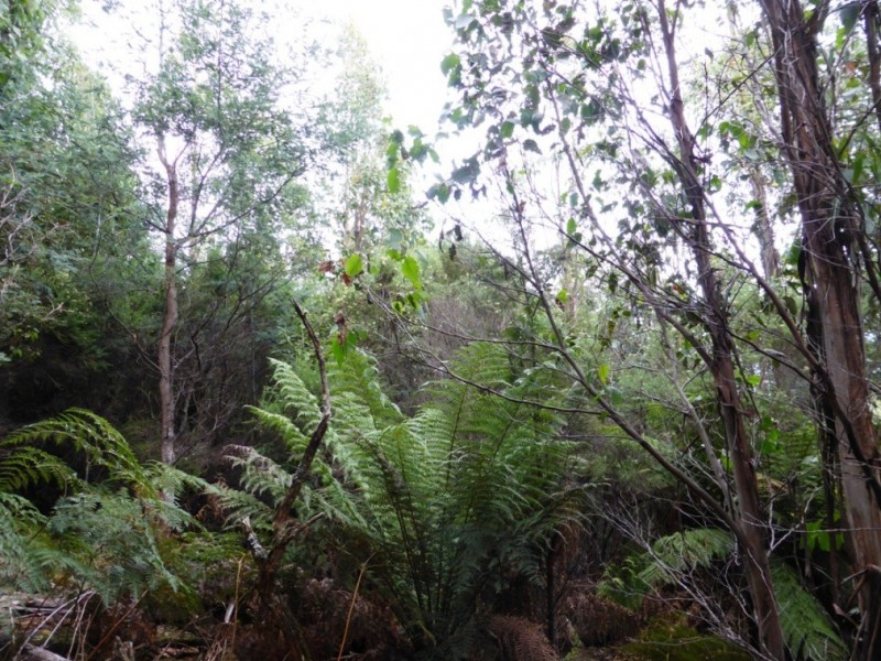 00 Abbotts Road, Maydena TAS 7140