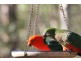 60 Billagall Drive, Karana Downs QLD 4306