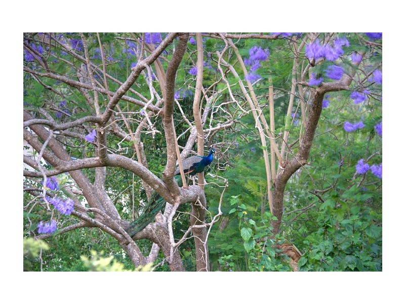 245 Huntingdale Street, Pullenvale QLD 4069