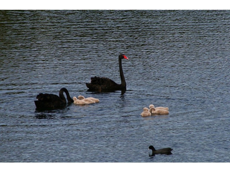 198 WESTLAKE DRIVE, Westlake QLD 4074