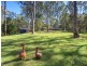 8 Greentrees Avenue, Kenmore Hills QLD 4069
