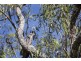 42 Scriven Street, Mount Crosby QLD 4306