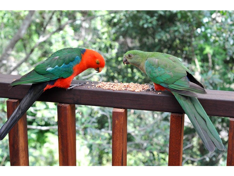 6/914 Upper Brookfield Road, Upper Brookfield QLD 4069