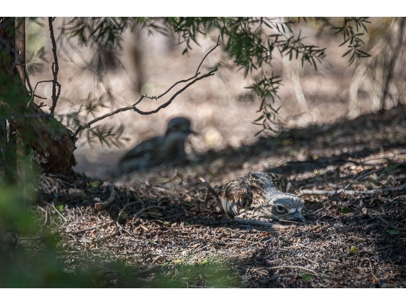 1 Delamore Court, Chuwar QLD 4306