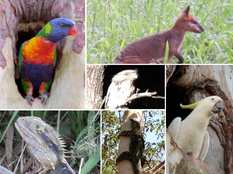 98 Mercury Street, Moggill QLD 4070