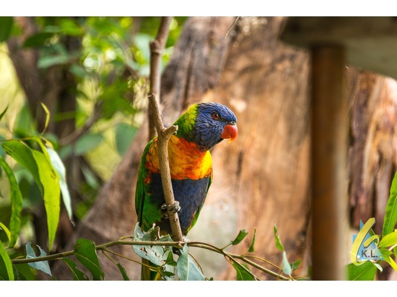 15 Wattle St, Mount Crosby QLD 4306