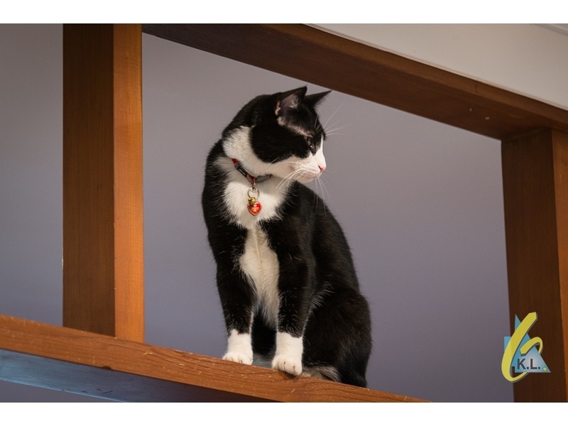 4 Caringal Drive, Karana Downs QLD 4306