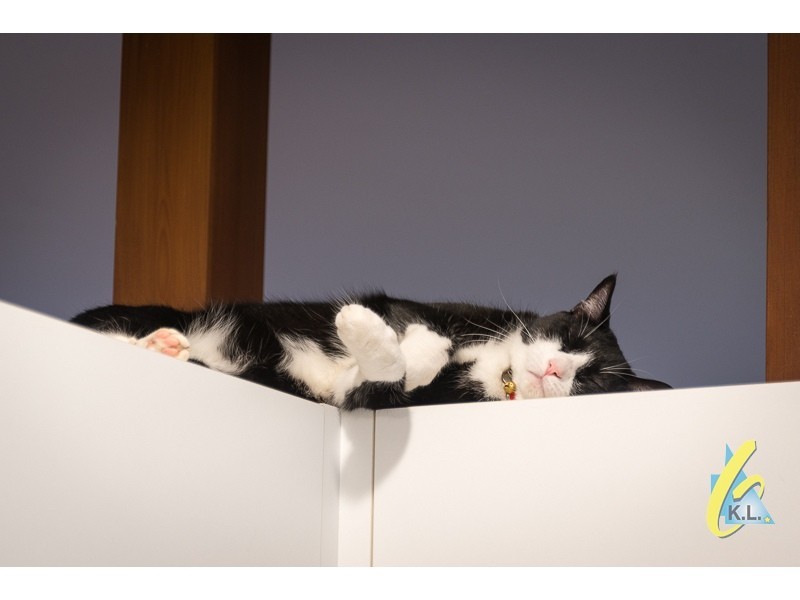 4 Caringal Drive, Karana Downs QLD 4306