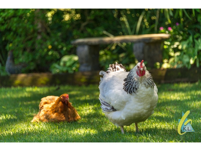 11 Nerrina Court, Karana Downs QLD 4306