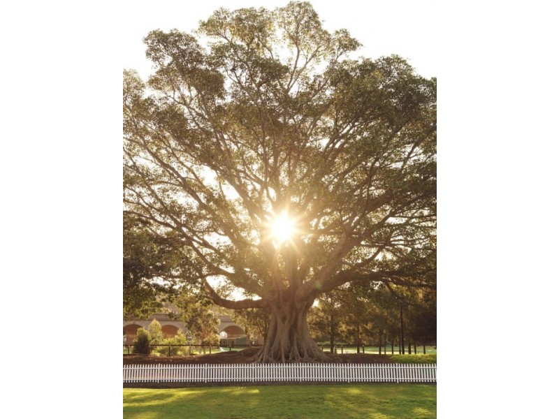 Apartment 285 Ross Street “Locarno building”, Glebe NSW 2037