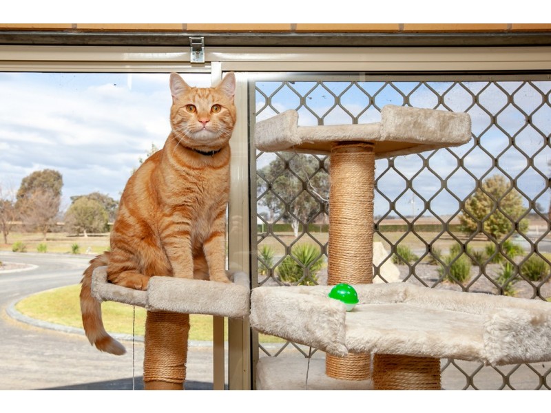 2380 Murray Valley Highway, Barnawartha VIC 3688