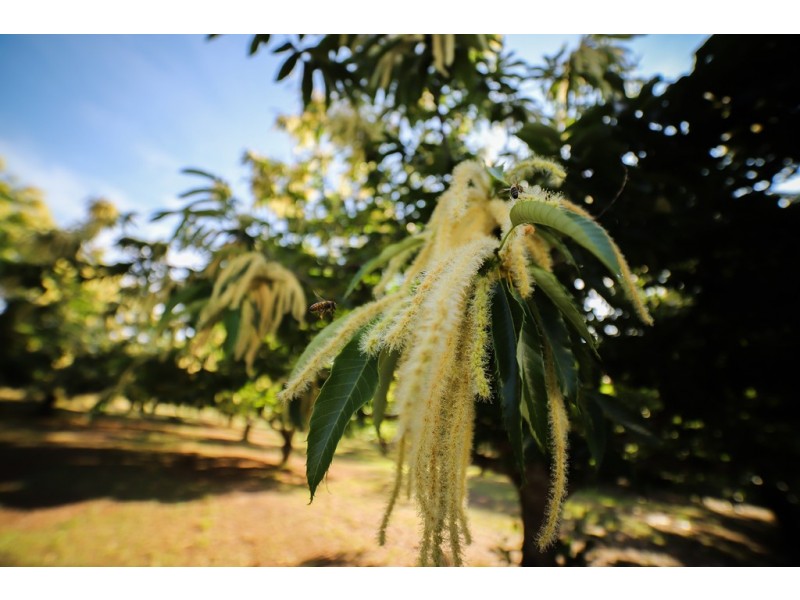 34 Costantinos Lane, Tawonga VIC 3697