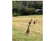 1 Fiddleback Drive, Tawonga South VIC 3698