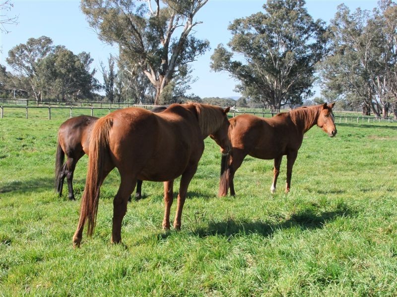 1 Willis Rd, Avenel VIC 3664