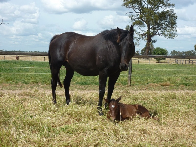 1 Willis Rd, Avenel VIC 3664