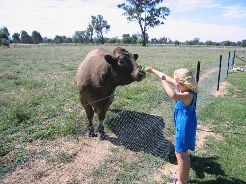 Lot 330 Sturt Street, Howlong NSW 2643