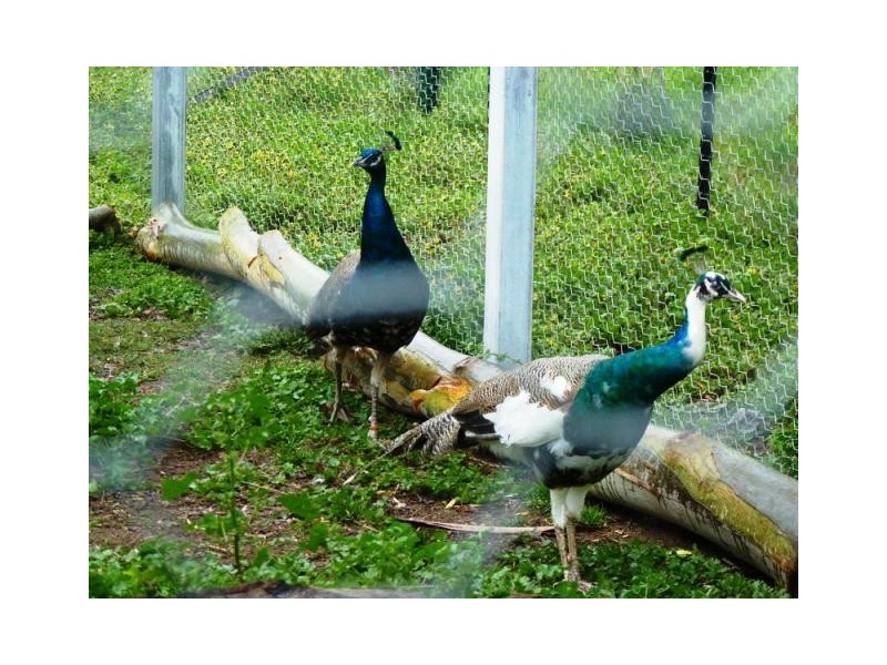 102 Martins Road, Bethanga VIC 3691