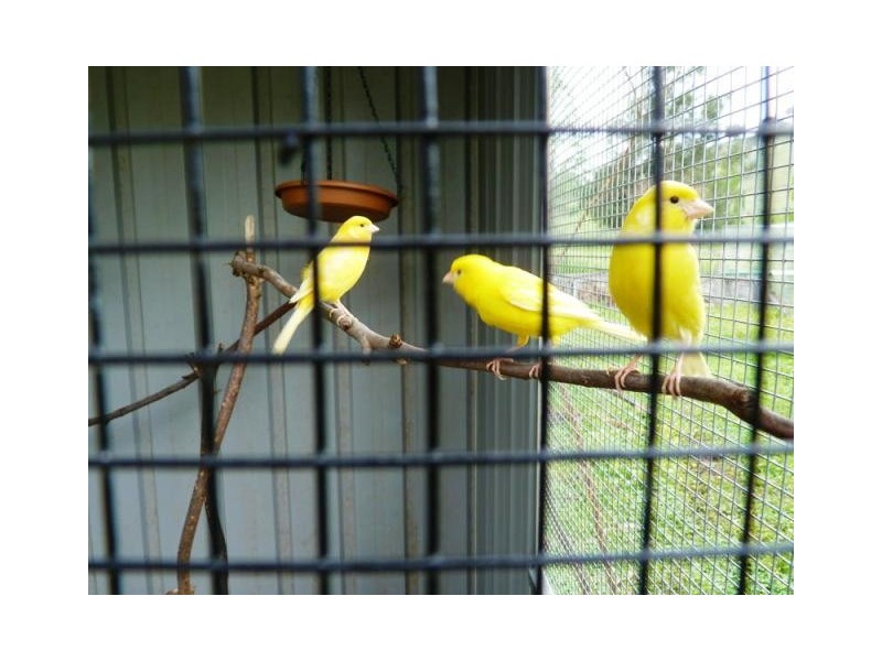 102 Martins Road, Bethanga VIC 3691