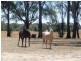CA13 Williams Road, Barnawartha VIC 3688