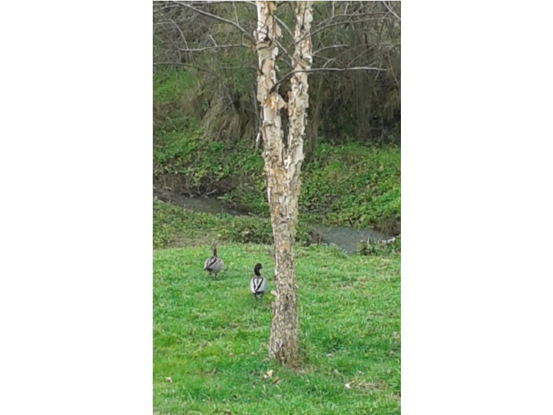 10 Mineral Lane, Yackandandah VIC 3749