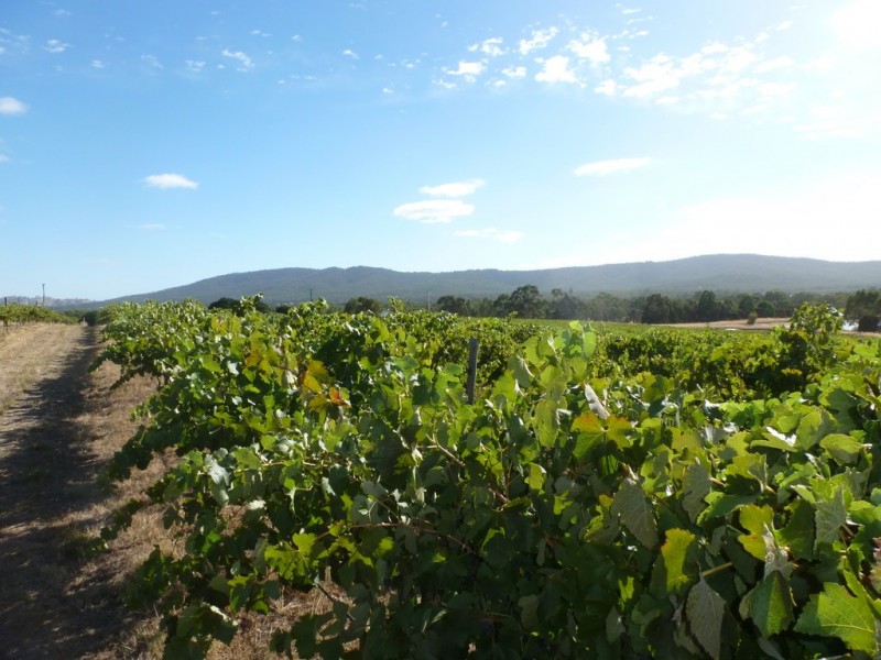 105 Rifle Butts Road, Landsborough VIC 3384