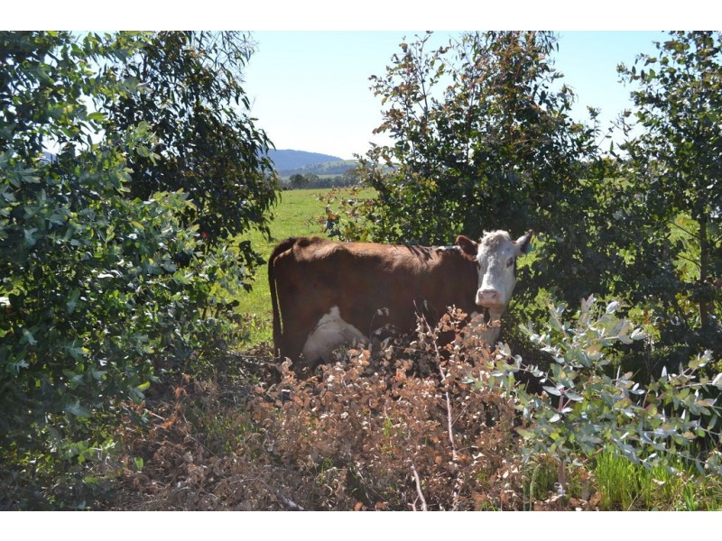 0 Peacocks Road, Buangor VIC 3375