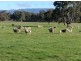 258 Gluepot Rd, Pomonal VIC 3381