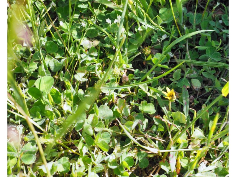 - Shannon Road, Willaura North VIC 3379