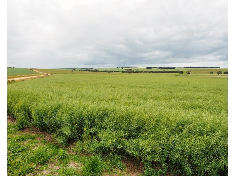 - Narrapumelap Road, Wickliffe VIC 3379