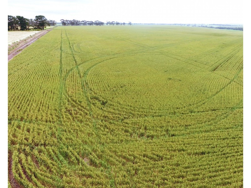 - Narrapumelap Road, Wickliffe VIC 3379